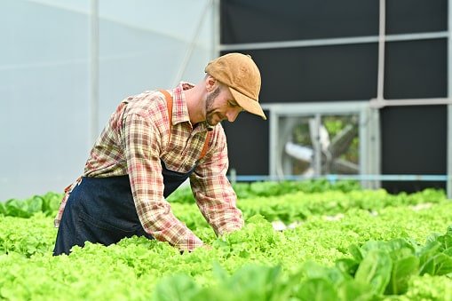 Agribisnis Organik